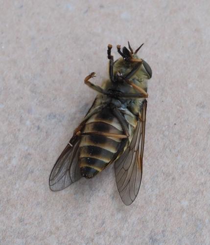 Réf. 234 249 : Tabanus sudeticus